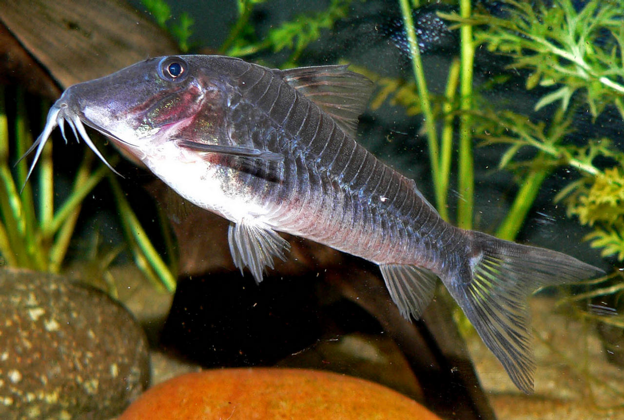 Corydoras semiaquilus